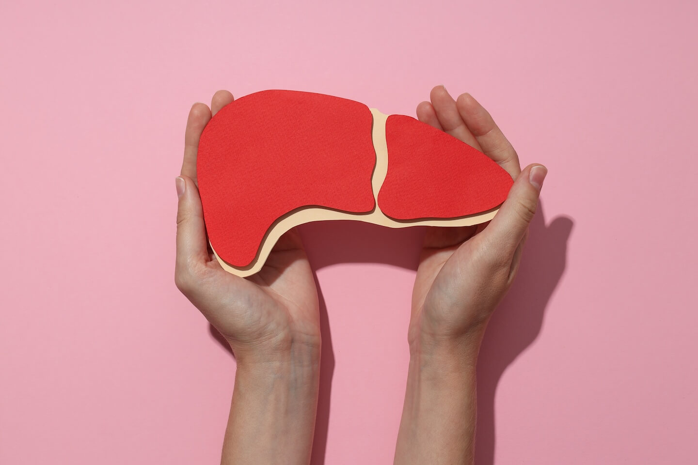 ruce držící maketu jater